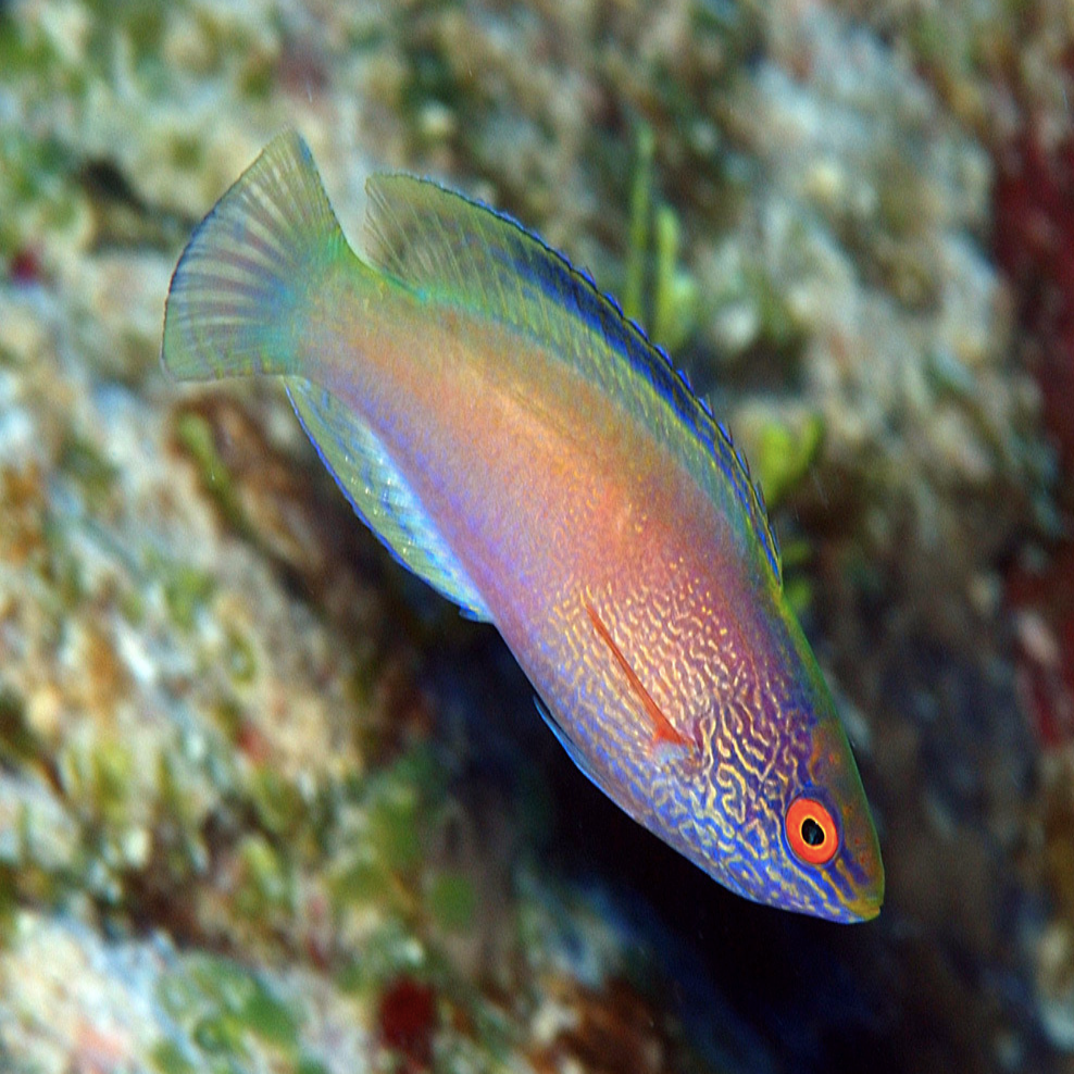 Rhomboid Fairy Wrasse (Cirrhilabrus rhomboidalis)