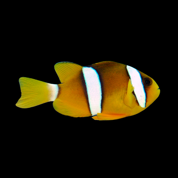 Clarki Clownfish Pacific Amphiprion Clarkii - Real Aquatics