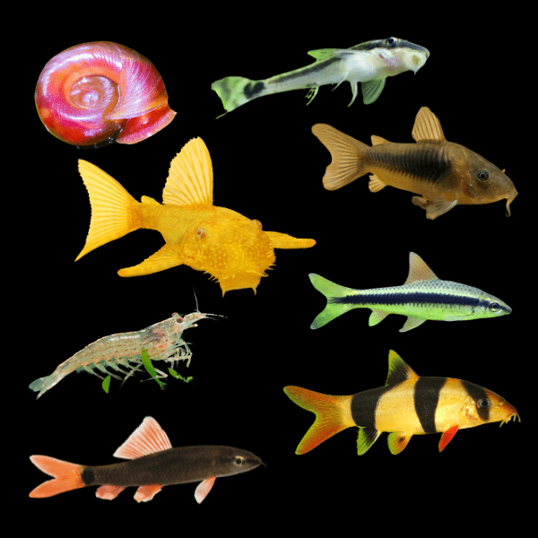 Assorted Clean Up Crew 3cm - Real Aquatics