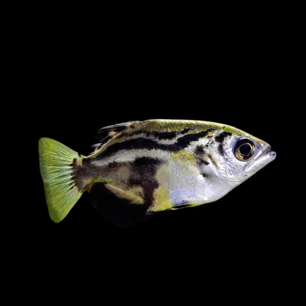 Clouded Archer Fish Taxotes Blythii 5cm - Real Aquatics