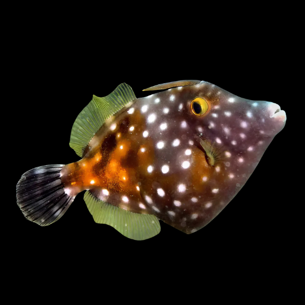 Clown File Fish Cantherhines Macroceros - Real Aquatics