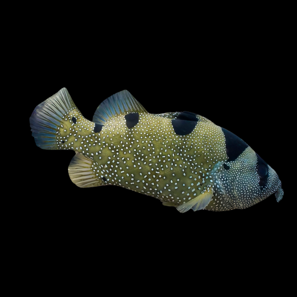 Clown Grouper Pogonoperca Punctata - Real Aquatics