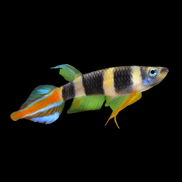Clown Killifish Banded Panchax Epiplatys Annulatus 2cm - Real Aquatics
