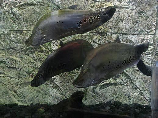 Clown Knife Fish Notopterus Chitala 10cm - Real Aquatics