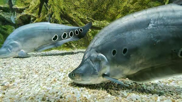 Clown Knife Fish Notopterus Chitala 10cm - Real Aquatics