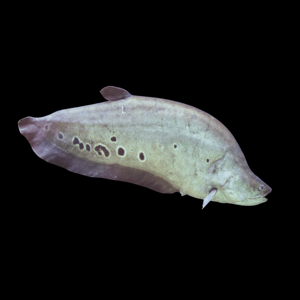 Clown Knife Fish Notopterus Chitala 10cm - Real Aquatics