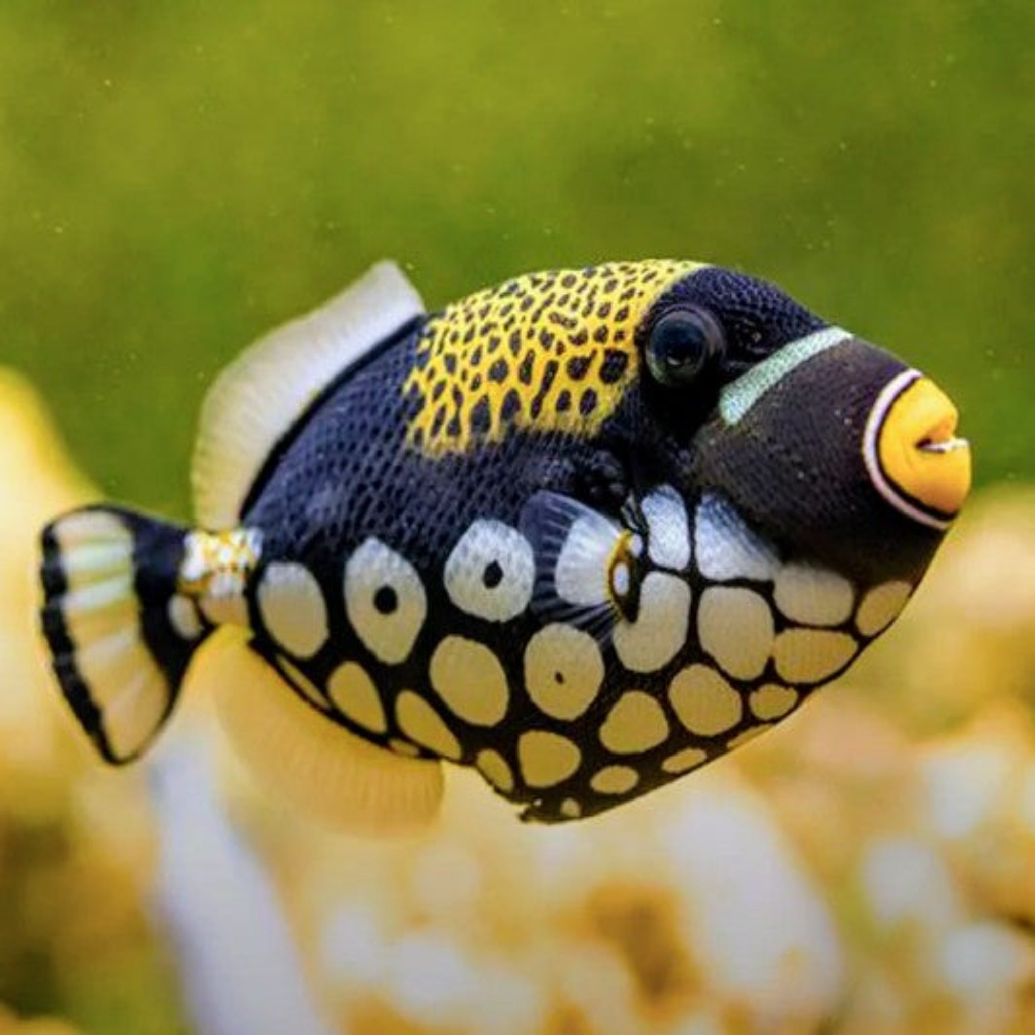 Clown Triggerfish (Balistoides conspicillum)