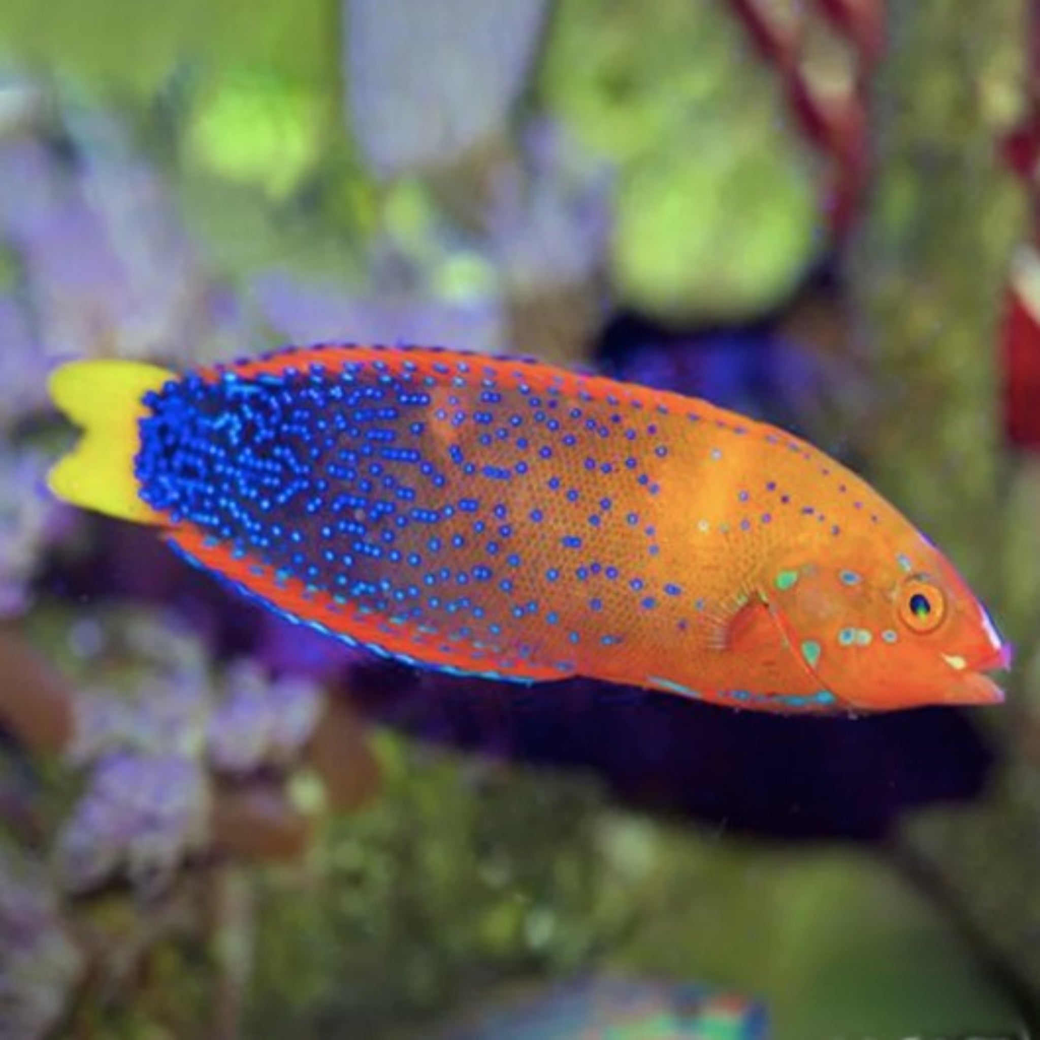 Clown Wrasse (Coris gaimard)