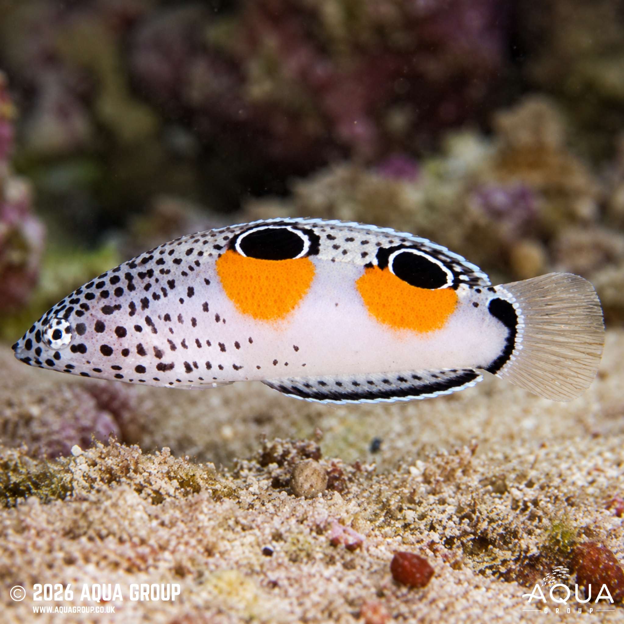 Clown Coris Wrasse (Coris aygula)