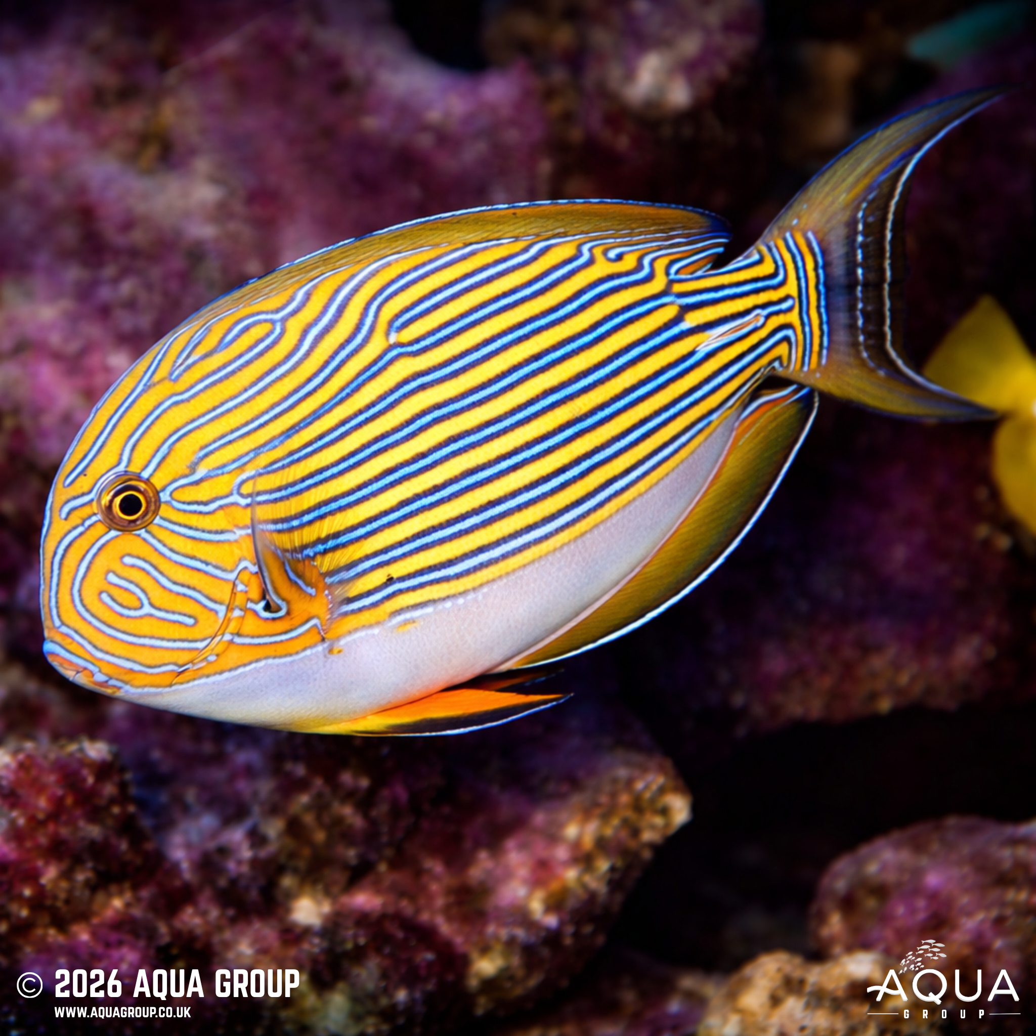 Clown Tang (Acanthurus lineatus)