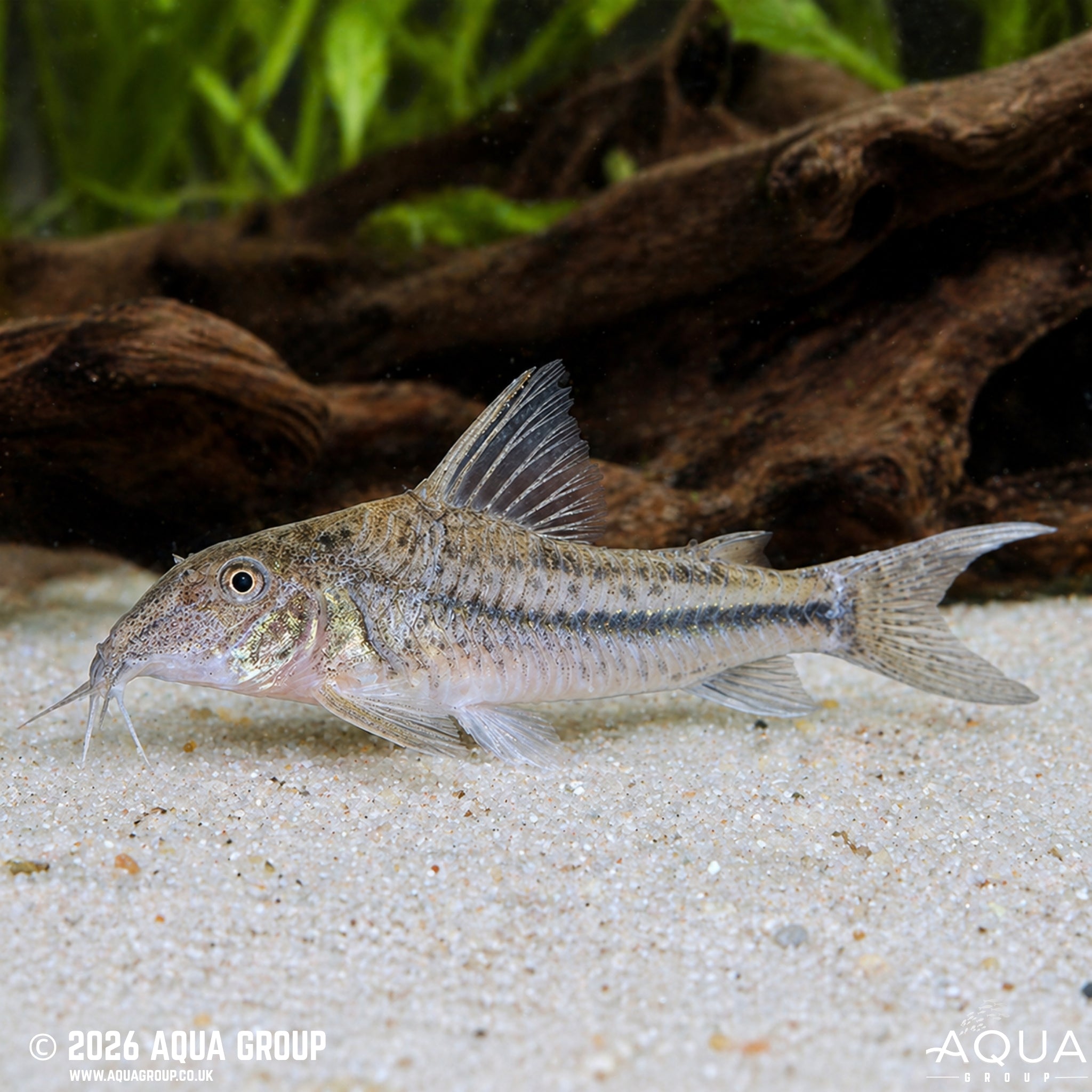 Coast Cory (Scleromystax prionotos)