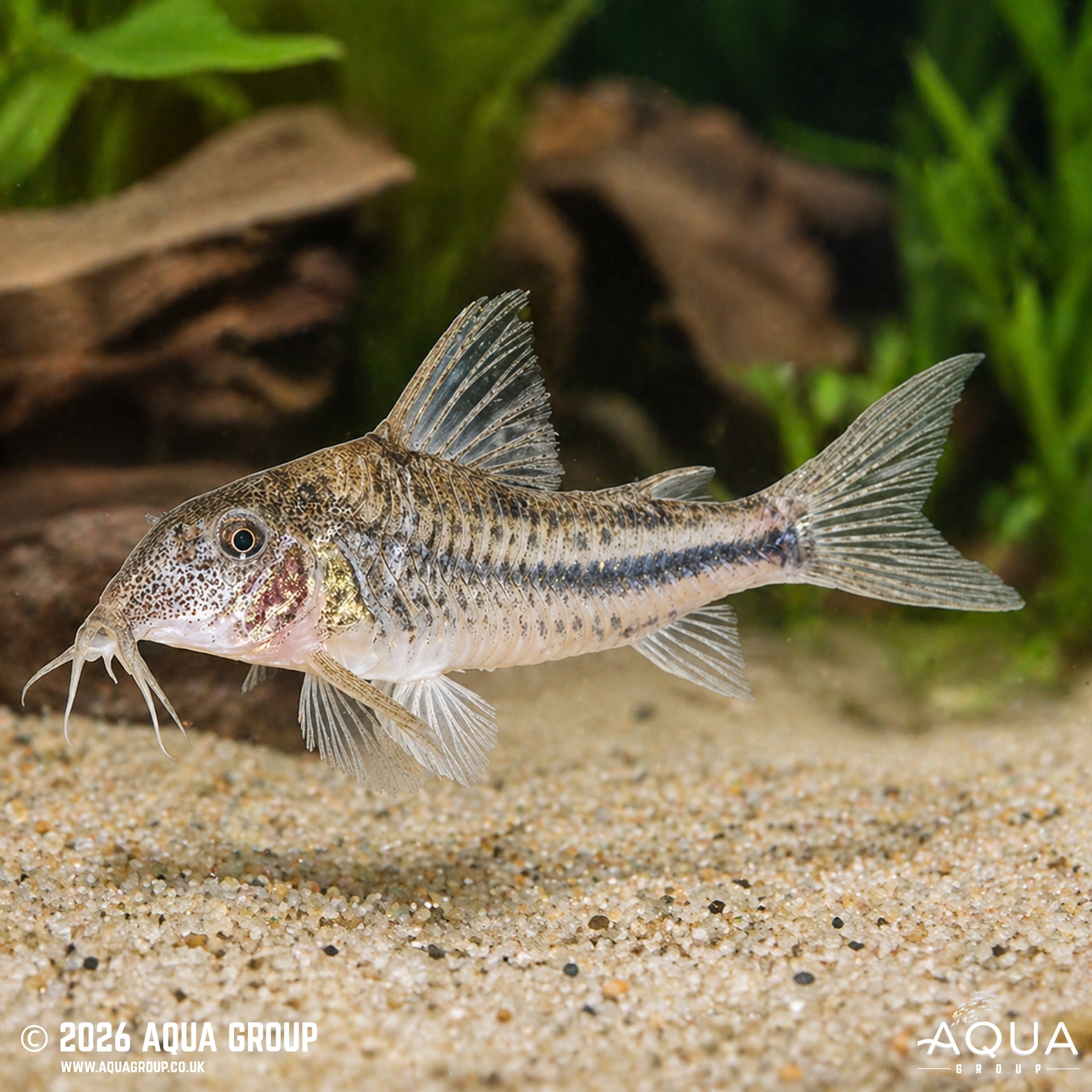 Coast Cory (Scleromystax prionotos)