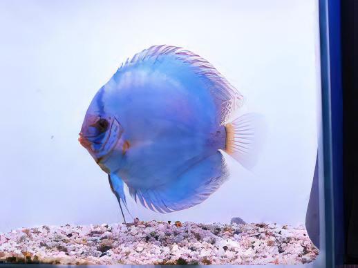 Assorted Discus