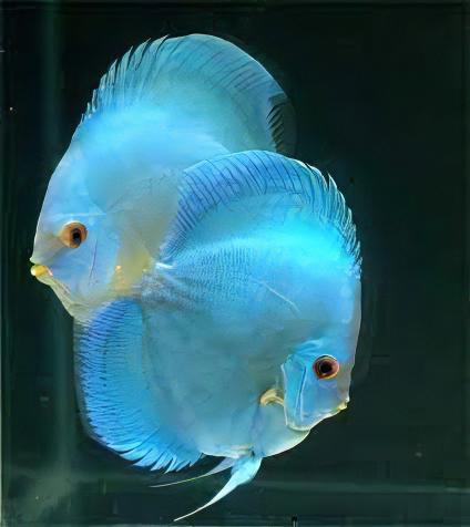 Cobalt Blue Discus
