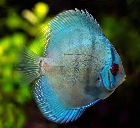 Cobalt Blue Discus