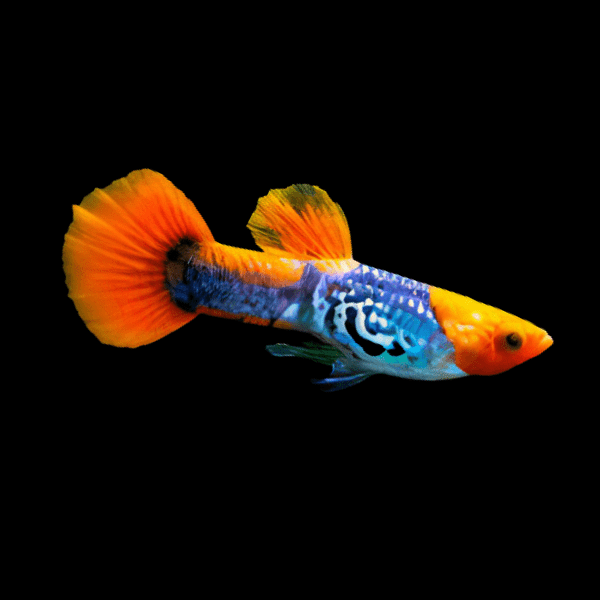 Cobra Koi Guppy Poecilia Reticulata 3cm - Real Aquatics