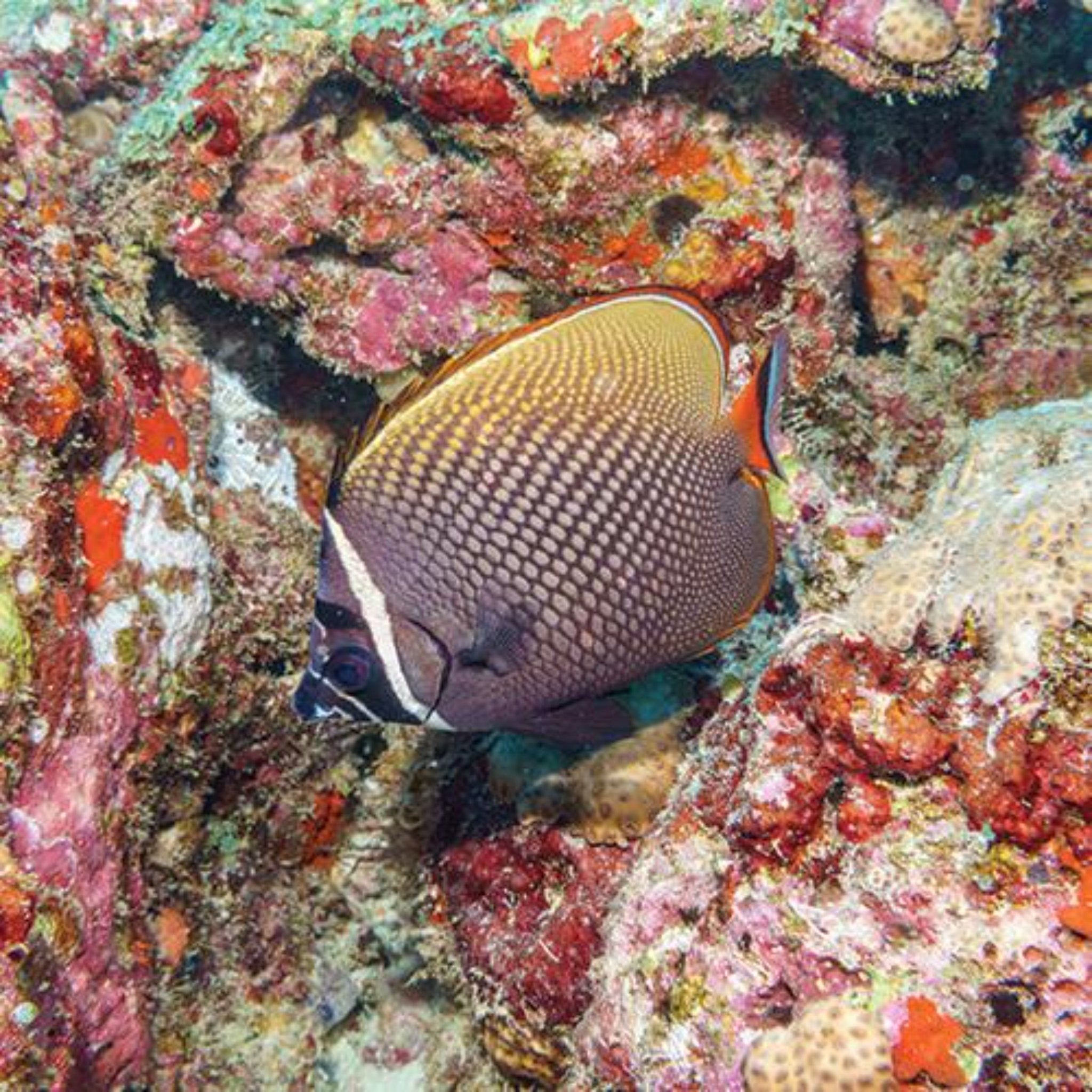 Collare Butterflyfish (Chaetodon collare)