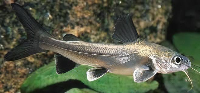 Colombian Shark Catfish Ariopsis Seemanni 6cm - Real Aquatics