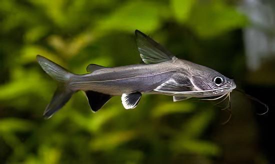 Colombian Shark Catfish Ariopsis Seemanni 6cm - Real Aquatics