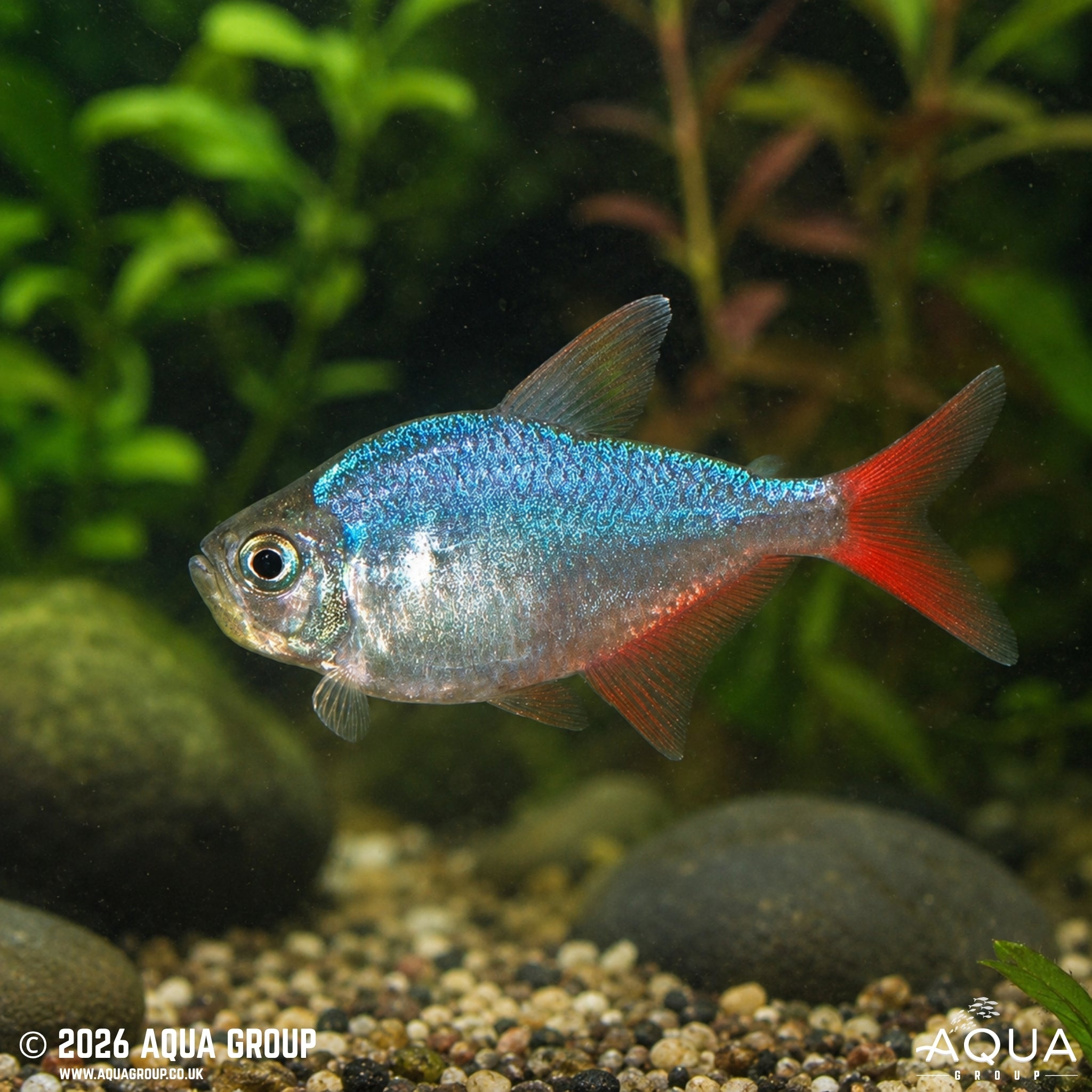 Colombian Tetra (Hyphessobrycon columbianus)
