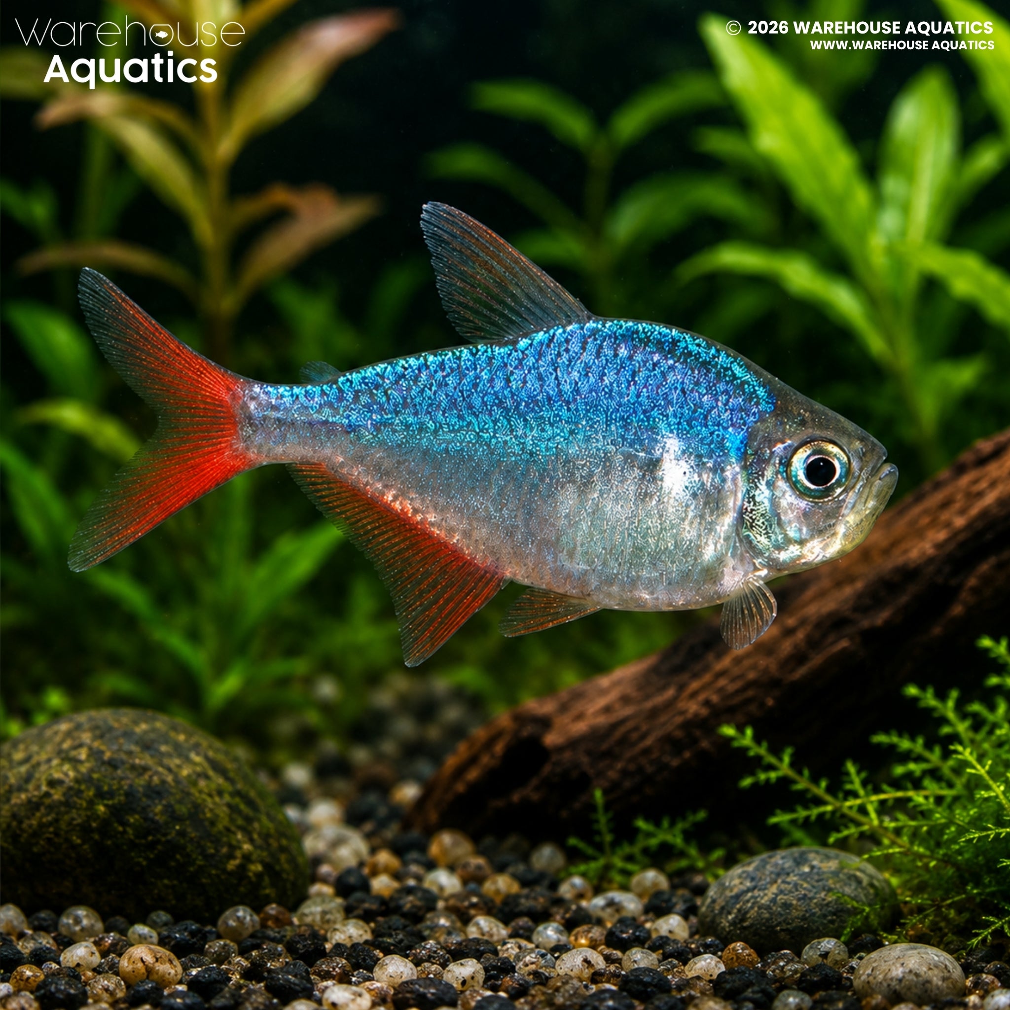 Colombian Tetra (Hyphessobrycon columbianus)
