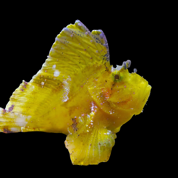 Coloured Leaf Fish Taenianotus Triacanthus - Real Aquatics