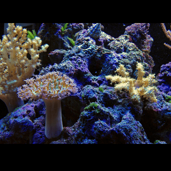 Coloured Toadstool Soft Coral Sarcophyton Sp - Real Aquatics
