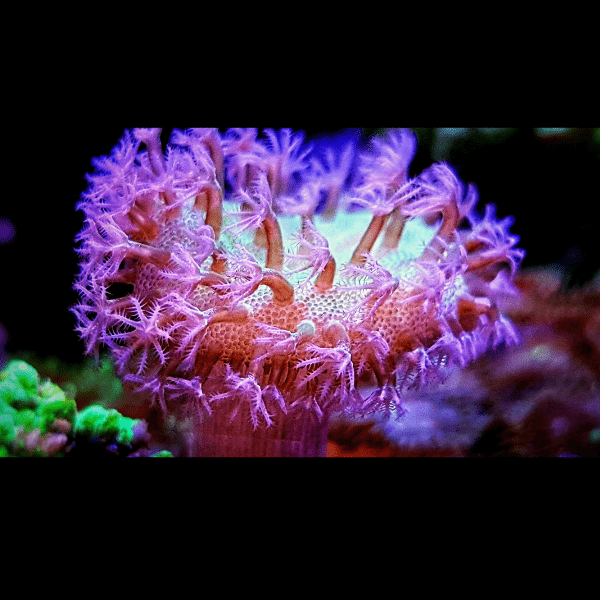 Coloured Toadstool Soft Coral Sarcophyton Sp - Real Aquatics