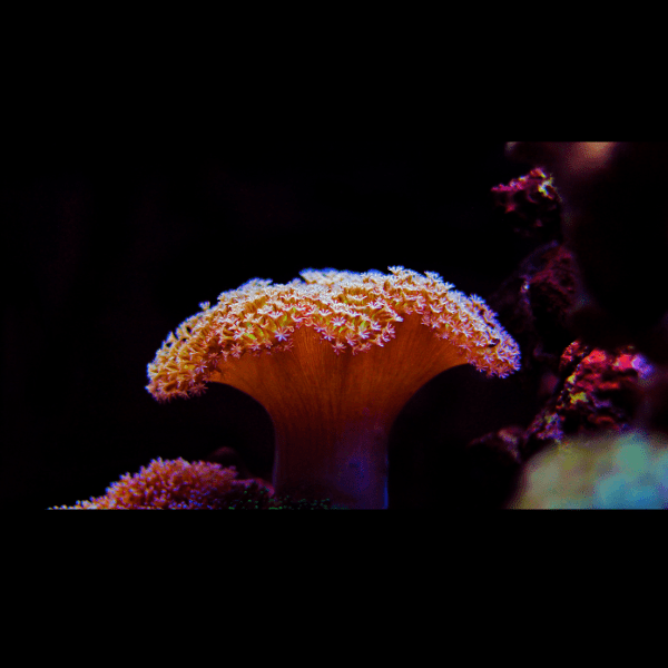 Coloured Toadstool Soft Coral Sarcophyton Sp - Real Aquatics