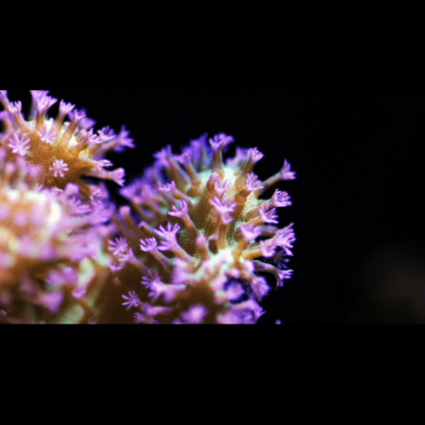 Coloured Toadstool Soft Coral Sarcophyton Sp - Real Aquatics