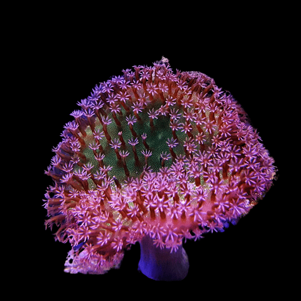 Coloured Toadstool Soft Coral Sarcophyton Sp - Real Aquatics