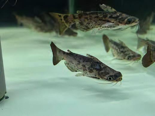 Colombian Wood Catfish Trachelyopterus Insignis 5cm - Real Aquatics