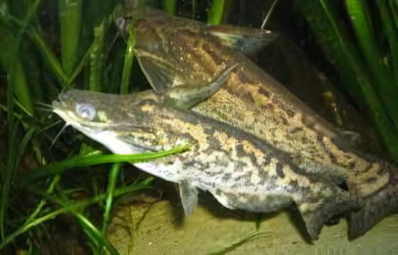 Colombian Wood Catfish Trachelyopterus Insignis 5cm - Real Aquatics