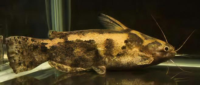 Colombian Wood Catfish Trachelyopterus Insignis 5cm - Real Aquatics