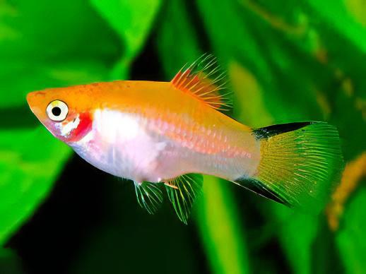 Comet Gold Platy Xiphophorus Maculatus 3cm - Real Aquatics