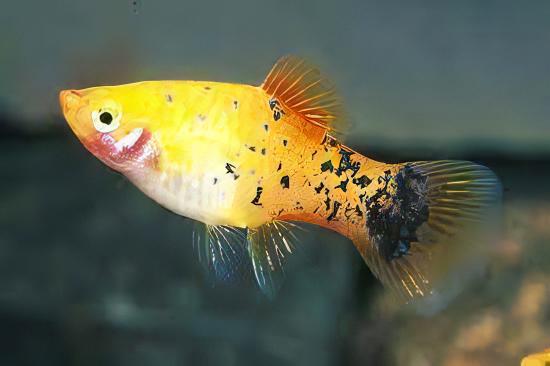 Comet Gold Platy Xiphophorus Maculatus 3cm - Real Aquatics