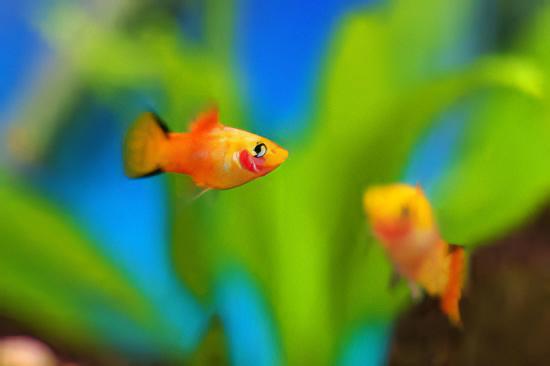 Comet Gold Platy Xiphophorus Maculatus 3cm - Real Aquatics