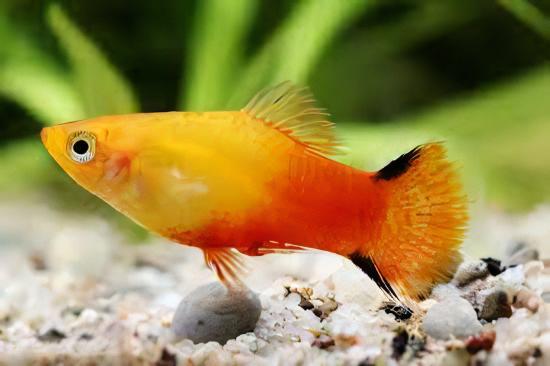 Comet Gold Platy Xiphophorus Maculatus 3cm - Real Aquatics