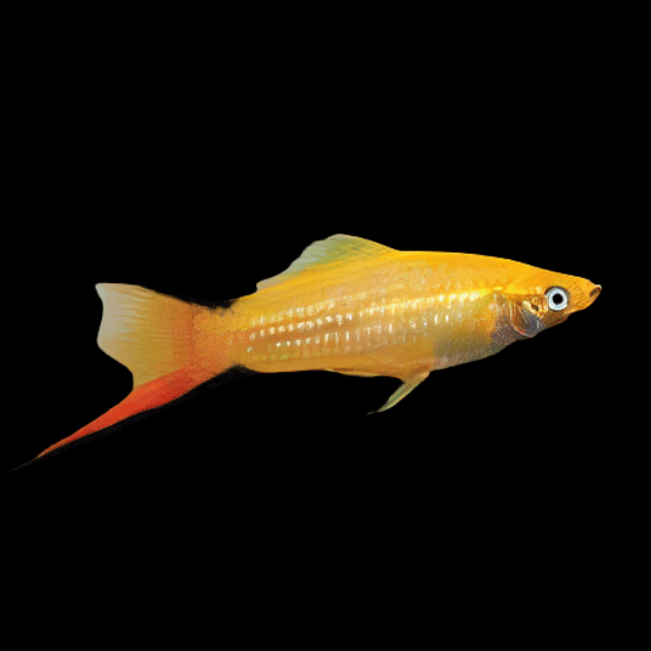 Comet Swordtail Xiphophorus Hellerii 3cm - Real Aquatics