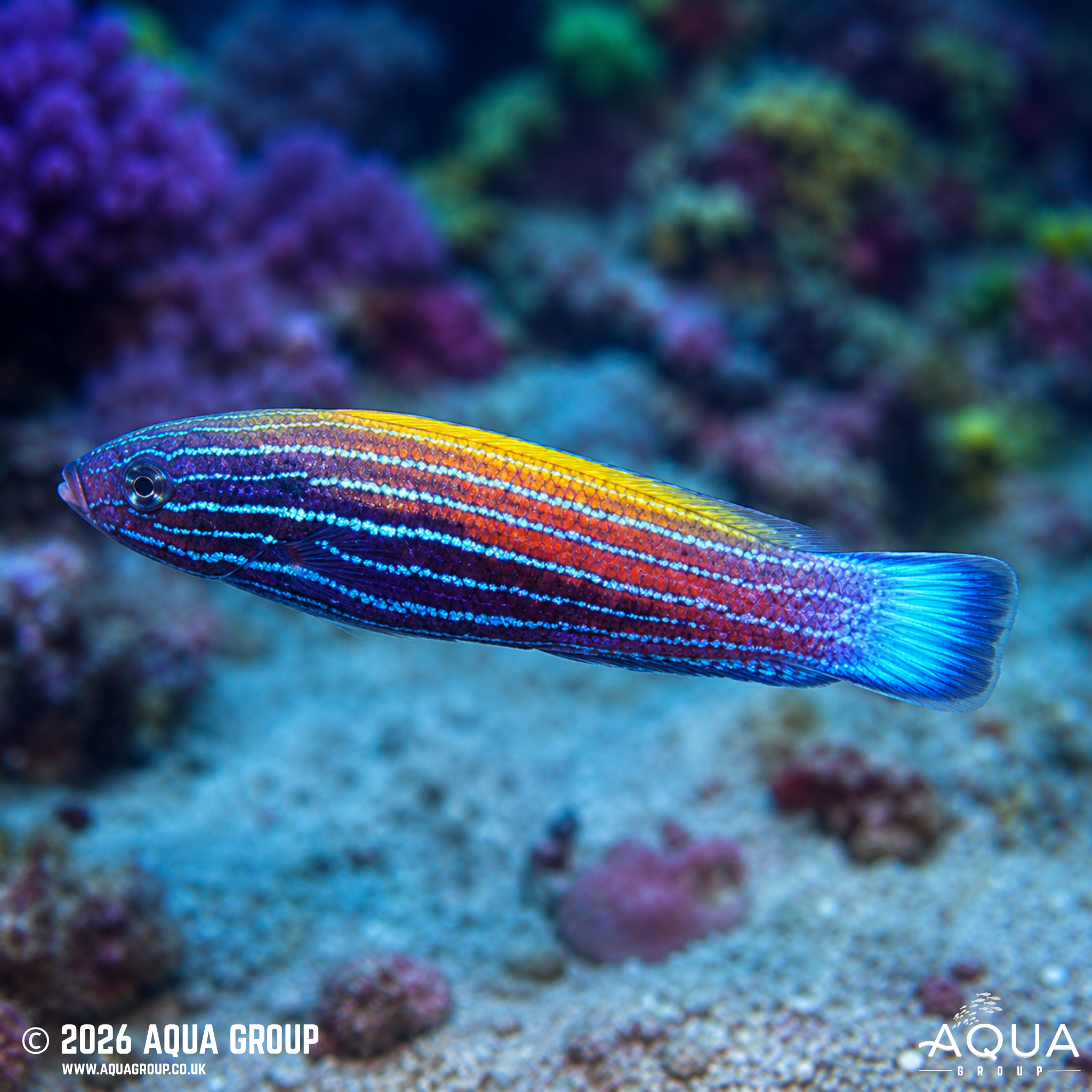 Comet Wrasse (Labropsis xanthonota)