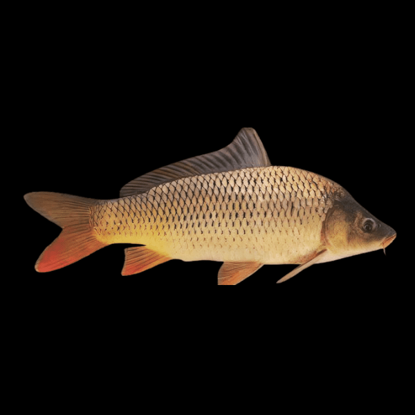Common Carp Cyprinus Carpio