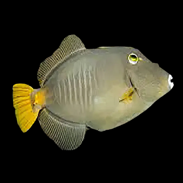 Common File Fish Cantherhines Sp - Real Aquatics