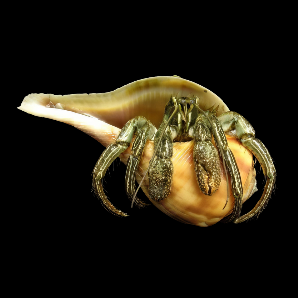 Common Hermit Crab Clibanarius Sp - Real Aquatics
