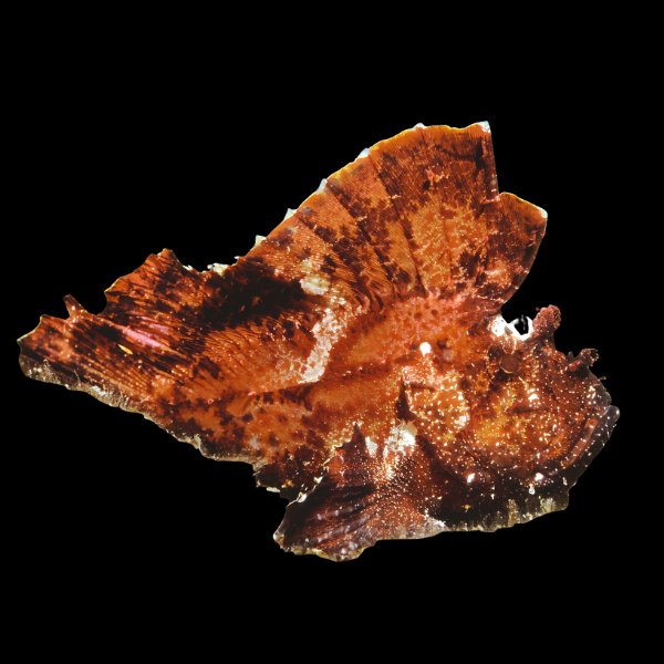 Common Leaf Fish Taenianotus Triacanthus - Real Aquatics