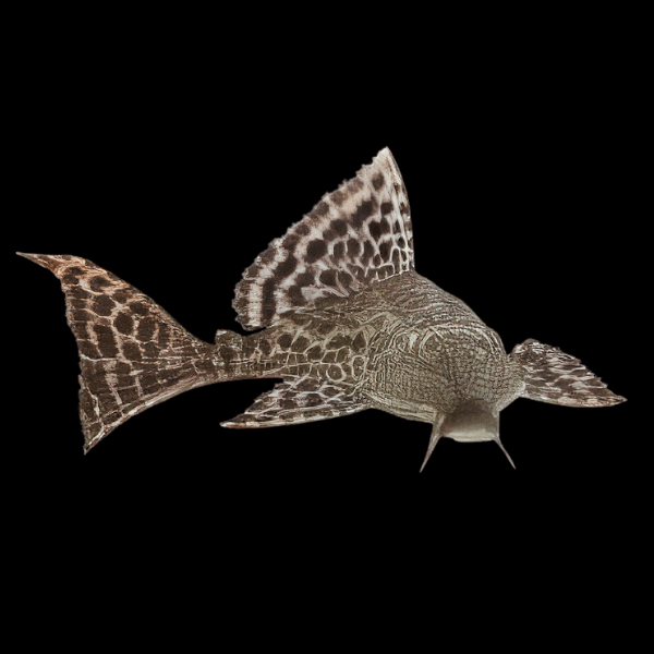 Common Pleco Hypostomus Plectostomus 5cm - Real Aquatics