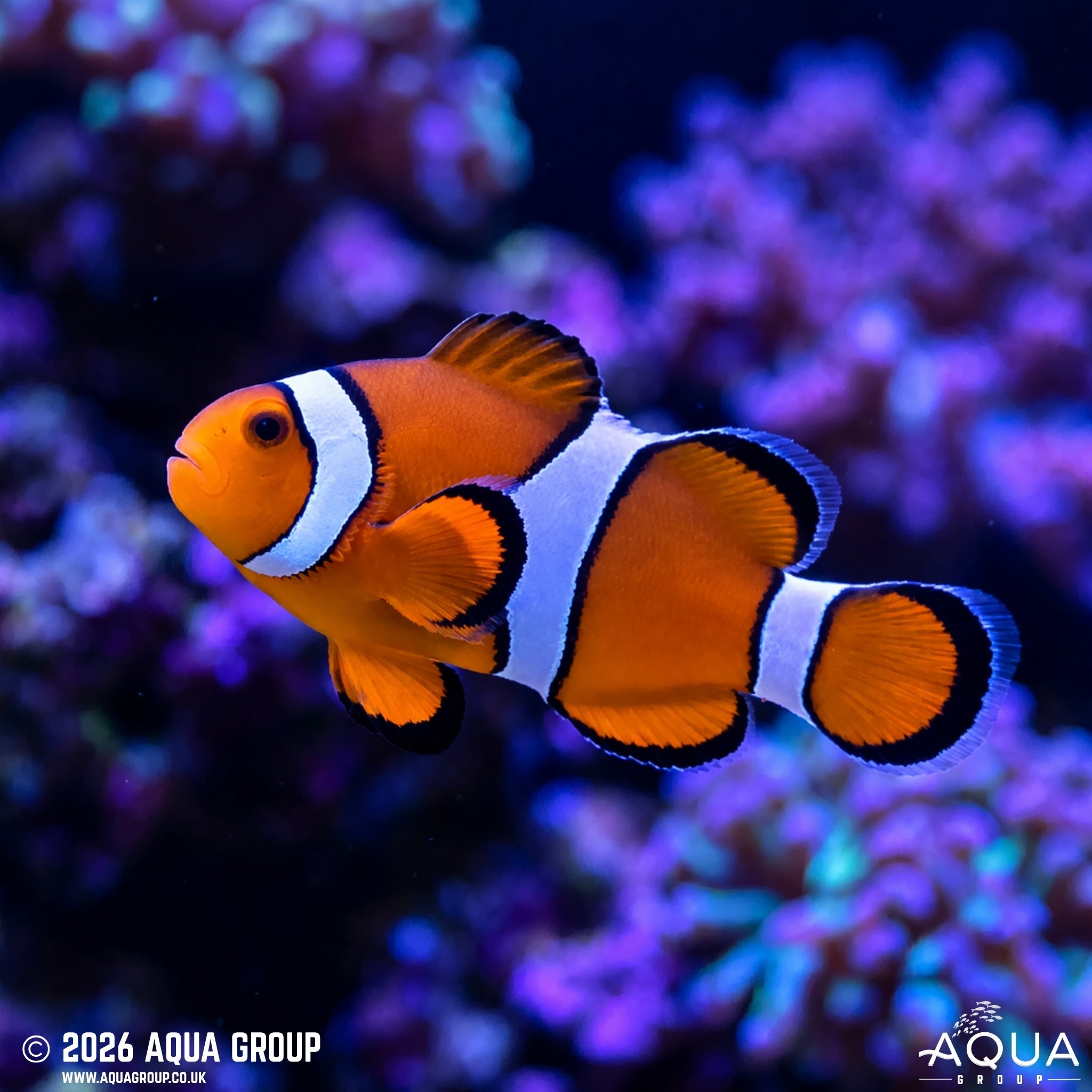 Tank Bred Common Clownfish (Amphiprion ocellaris)