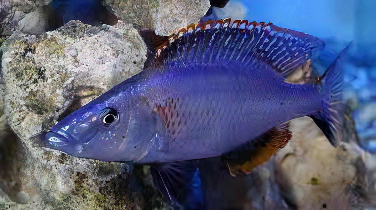 Haplochromis Compressiceps Malawi African Cichlid