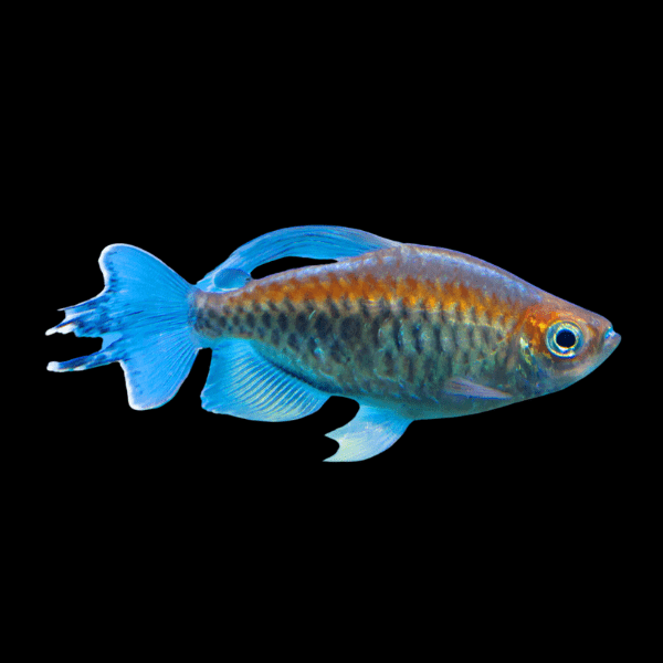 Congo Tetra Phenacogrammus Interruptus 4cm - Real Aquatics