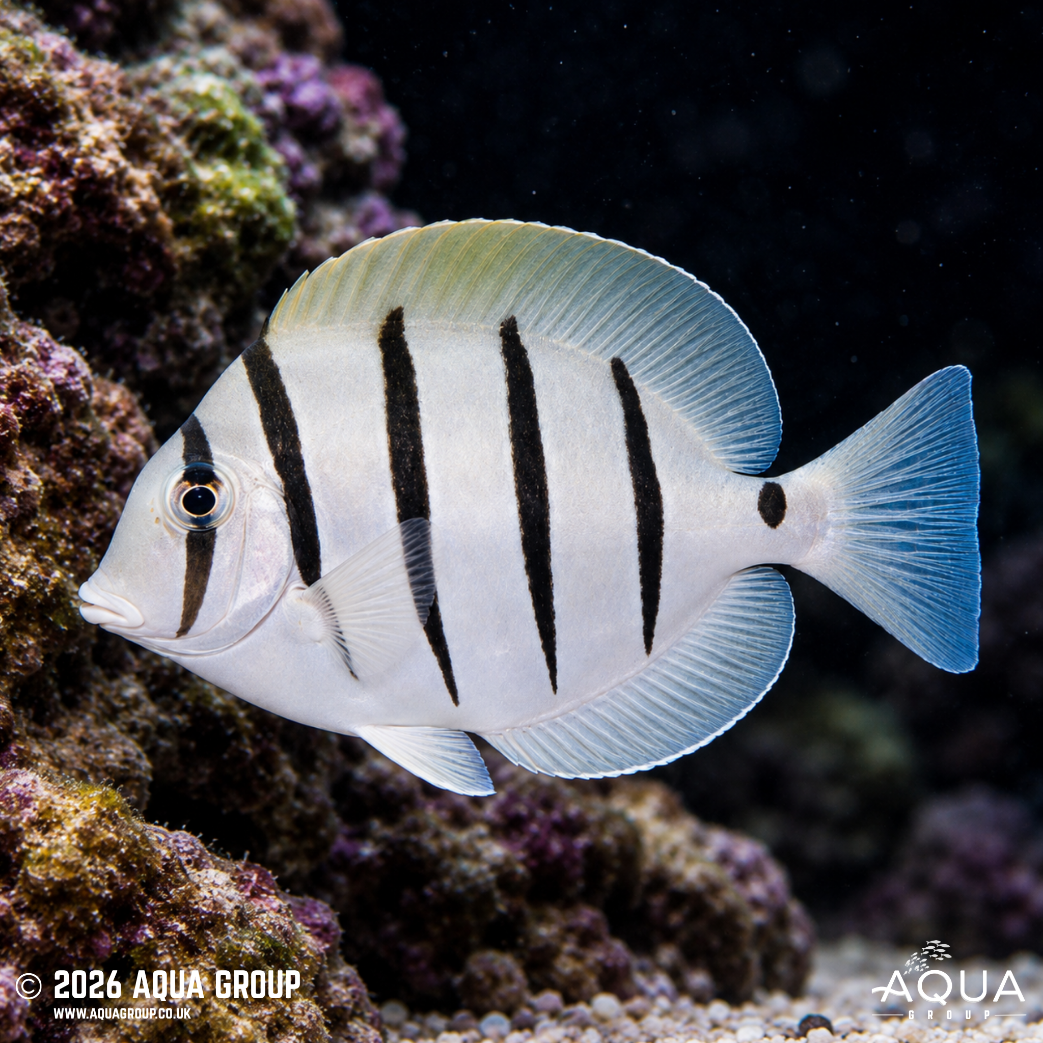 Convict Tang (Acanthurus triostegus)