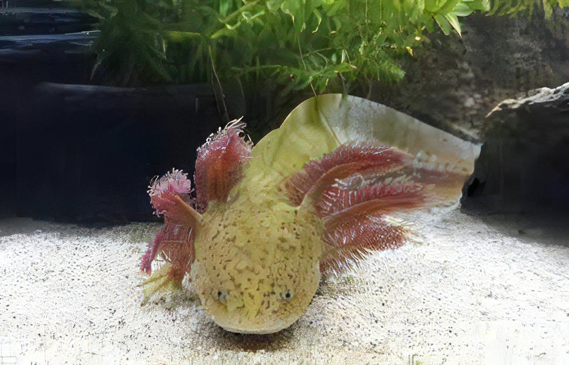 Copper Black Eye Axolotl Ambystoma Mexicanum